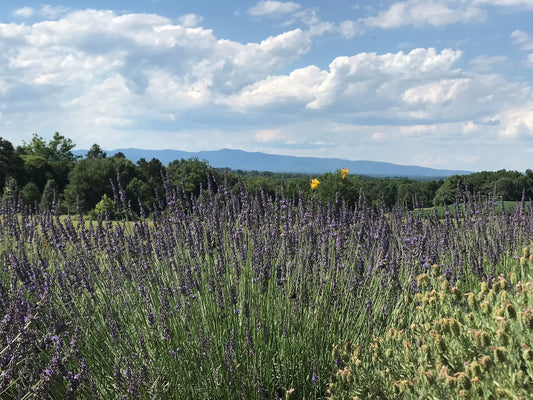 Welcome to the Ferapeutic Lavender Farm!